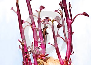 Sprouting sweet potato