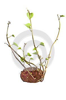 Sprouting Sweet Potato Plant Ready for Planting