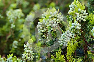 Thuja cones, Platycladus orientalis photo