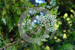 Thuja cones, Platycladus orientalis photo