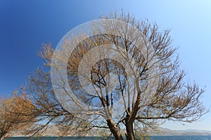 A sprouting tree near a lake