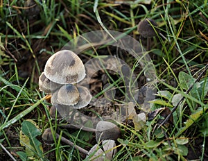 Sprouting troop of wild bell mushrooms growing in grassland