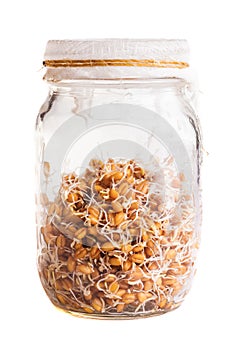 Sprouting Weat Seeds Growing in a Glass Jar