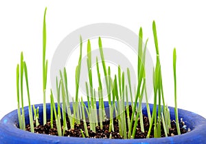 Sprouting Wheatgrass on White Background