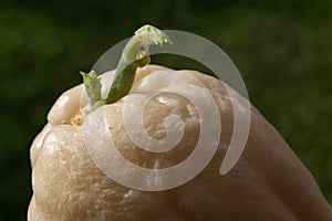 Sprouting of a white Choko