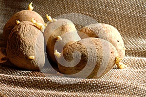 Sprouting wrinkly potatoes lying on a burlap