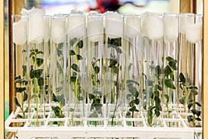Potato meristem in vitro. Sprouts of an agricultural plant grown in vitro. photo