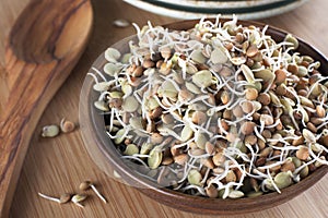 Sprouts in a Bowl