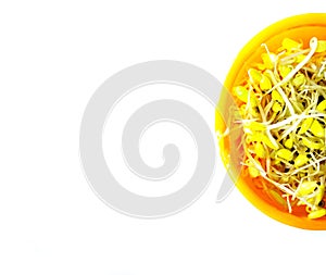 sprouts on the bowl isolated on white background