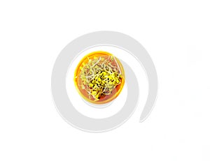 sprouts on the bowl isolated on white background