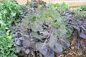 Sprouts and brassicas growing behind nets