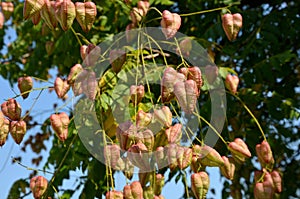 It sprouts bronze-pink, has a fresh green color in summer and turns fiery orange in autumn and then turns golden, hence the Americ