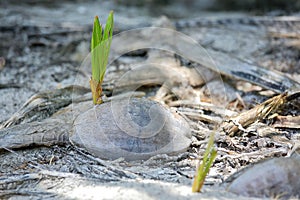 Sprouts of coconut palm