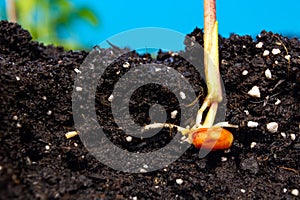 Sprouts of corn soil with exposed roots emanating from grain