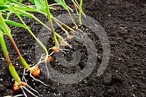 Sprouts of corn soil with exposed roots emanating from grain