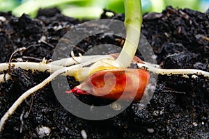 Sprouts of corn soil with exposed roots emanating from grain
