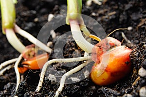 Sprouts of corn soil with exposed roots emanating from grain