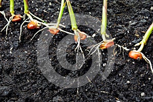 Sprouts of corn soil with exposed roots emanating from grain