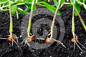 Sprouts of corn soil with exposed roots emanating from grain