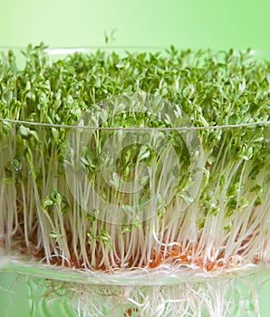 Sprouts of cress