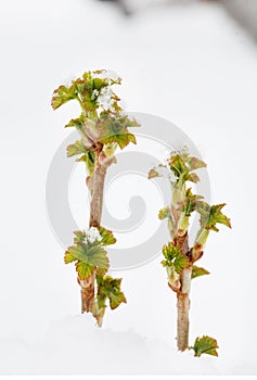 Sprouts of currant in snowdrift