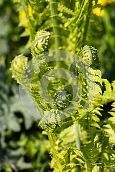 Sprouts Of Fern Polypodiophyta In Sunny Day In Spring Garden