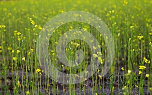 Sprouts on the field close-up. Fresh green spring grass closeup. Lawn grass sprouting, sowing crops and grains