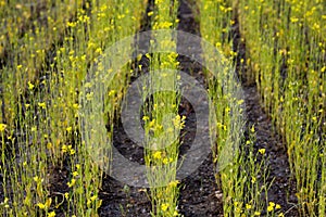 Sprouts on the field close-up. Fresh green spring grass closeup. Lawn grass sprouting, sowing crops and grains