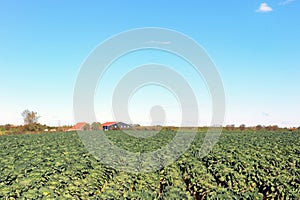 Sprouts in the fields