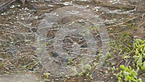 Sprouts of the first grass in a spring stream. First green grass in spring. Slow motion.