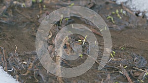 Sprouts of the first grass in a spring stream, snow lies on the banks. First green grass in spring. Slow motion.