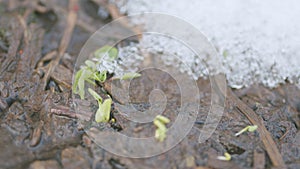 Sprouts of the first grass in a spring stream, snow lies on the banks. First green grass in spring. Slow motion.