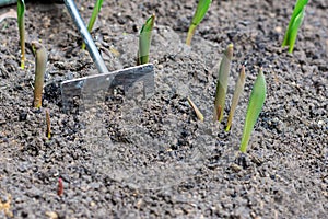 Sprouts of first tulips in early spring coming through soil in the garden, near gardening small rake