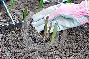 Sprouts of first tulips in early spring coming through soil in the garden, near human hand in protective glove and gardening rake
