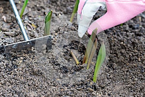 Sprouts of first tulips in early spring coming through soil in the garden, near human hand in protective glove and gardening small