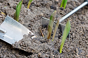 Sprouts of first tulips in early spring coming through soil in the garden, near small gardening rake and shovel