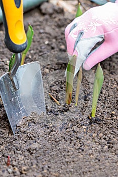 Sprouts of first tulips in early spring coming through soil,  human hand with protective glove  and small shovel in the soil