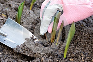 Sprouts of first tulips in early spring coming through soil,  human hand with protective glove  and small shovel in the soil