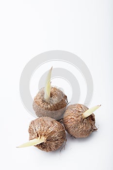 Sprouts of flower bulbs on a white background. Copy space