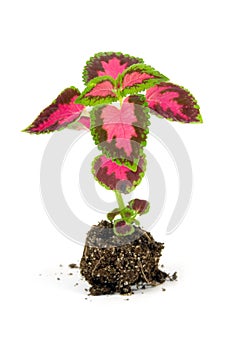 Sprouts of flowers(Coleus Lour)