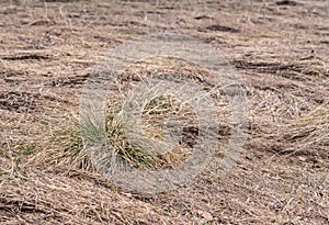 Sprouts of a fresh new green grass grow through old brown grass at wild field, very early spring, snow just smelted in in very