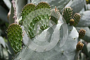 Sprouts and fruits of the prickly pear