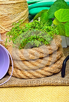 Sprouts with gardening tools.