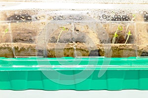 The sprouts germinate seeds of tomato, pepper, eggplant, isolation
