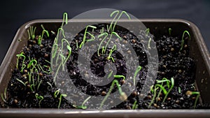 Sprouts Germination newborn plant. Cilantro sprouts sprout through the soil. The seeds are planted in the ground