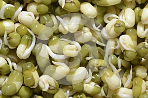Sprouts of Green Gram/ Moong