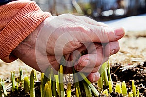 Sprouts of green grass on brown ground and hand of old person in early spring. Pensioner touches young grass on Sunny day. Hand of