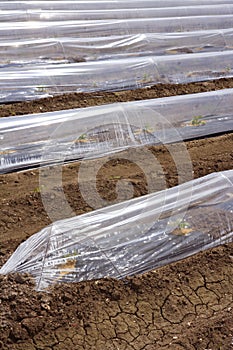 Sprouts greenhouse glass house plastic lines