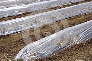 Sprouts greenhouse glass house plastic lines