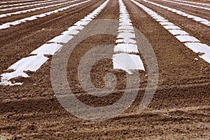 Sprouts greenhouse glass house plastic lines